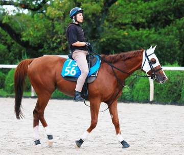 【シリウスS】ダブルジョーク 重賞初挑戦初V狙う 遅咲き6歳馬が飛躍の秋へ 小林師「この条件は合っています」
