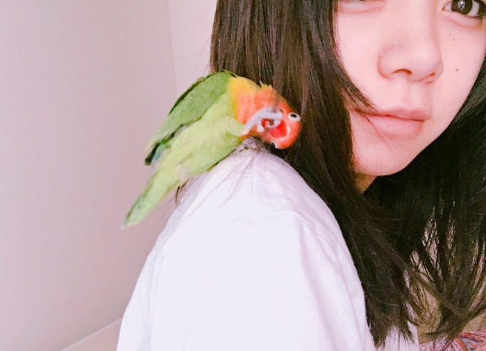 肩にとまるのが大好き(画像提供:所属事務所)