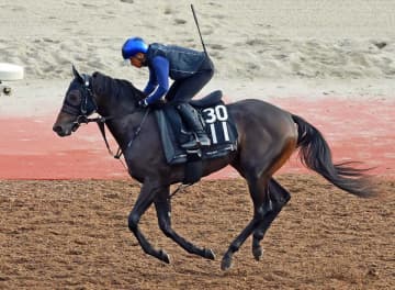 ホープフルS3着のアスクエジンバラはスプリングSをステップに皐月賞の青写真