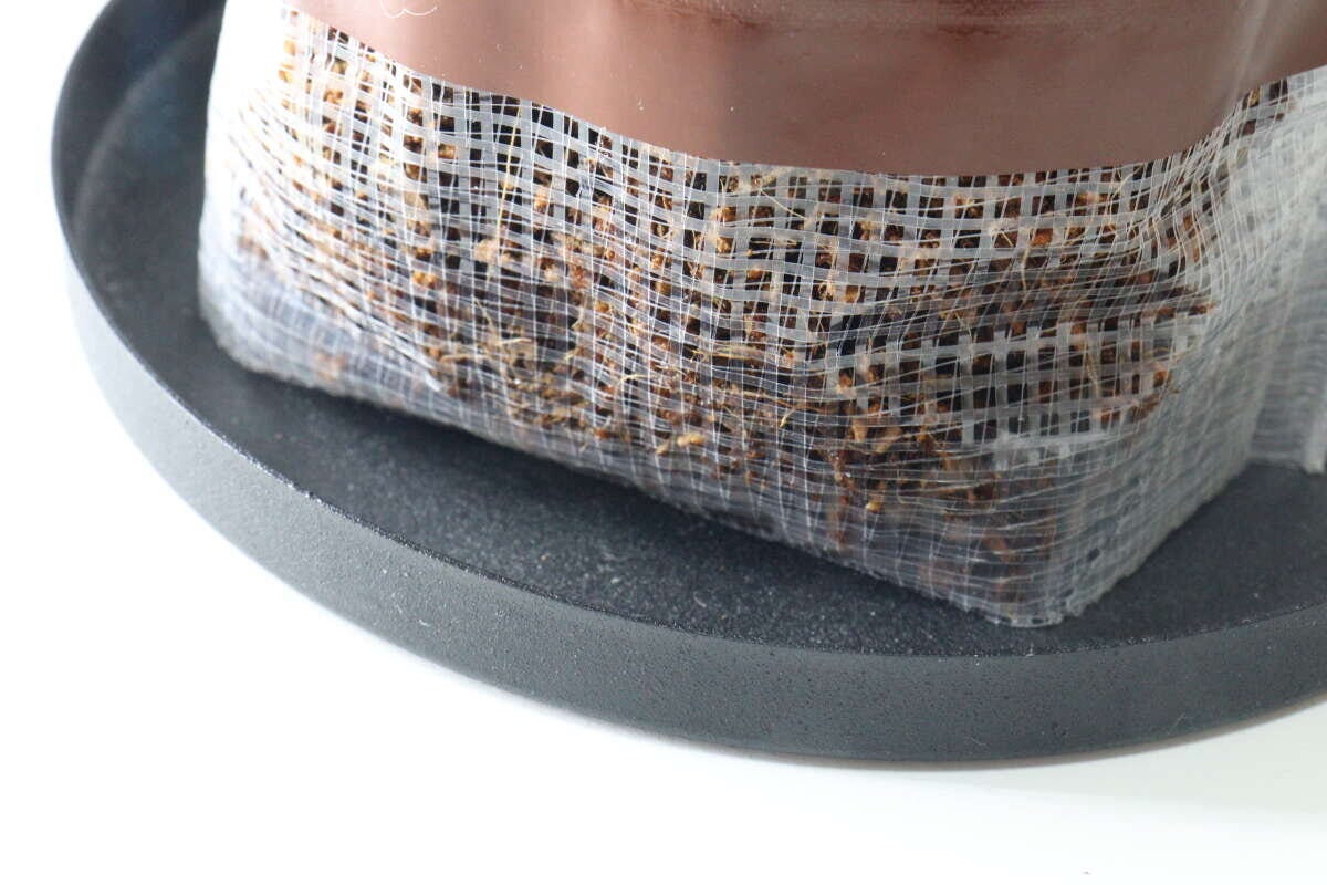 ダイソー　栽培セット