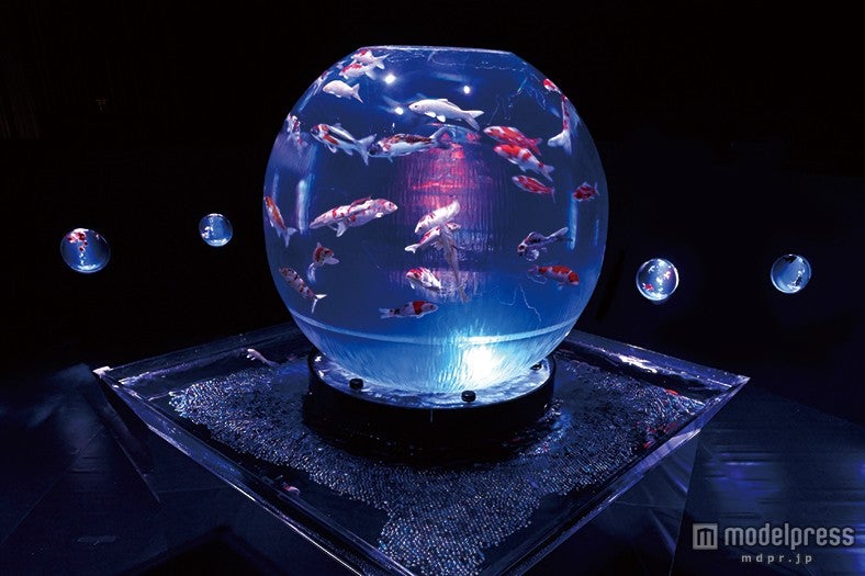 直径1．5メートルの球体水槽の中を錦鯉が舞い泳ぐ「アースアクアリウム・ジャポニズム」