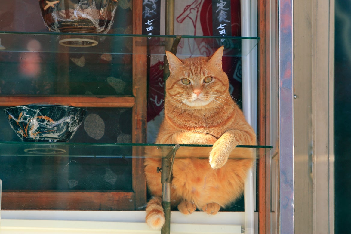 ケニア・ドイ「ねこがかわいいだけ展」／画像提供：株式会社アカツキライブエンターテインメント