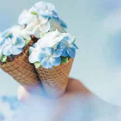 いつでもネモフィラブルーミング/提供画像