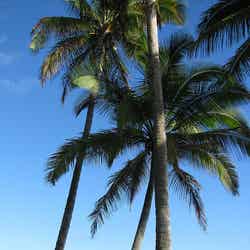 “幸せになれる”ハワイの魅力が明らかに/Hawaii Vacation 2010
by merfam