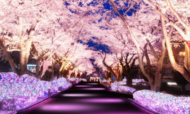 夜桜スペシャルバージョン／画像提供：よみうりランド
