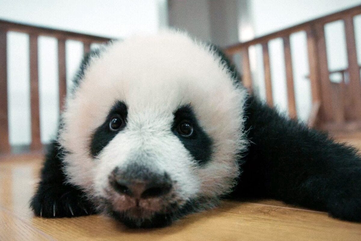 『パンダのすごい世界』