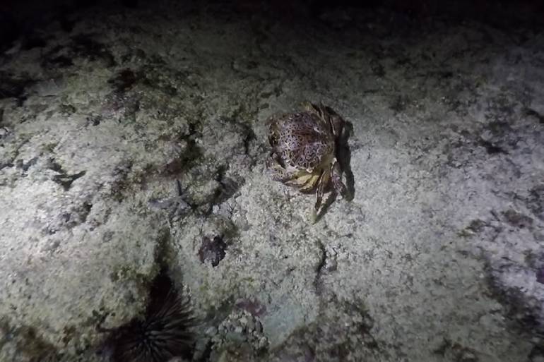 沖縄の冬の風物詩 イジャイ って知ってる 満月 星空の下で潮干狩りを体験 女子旅プレス