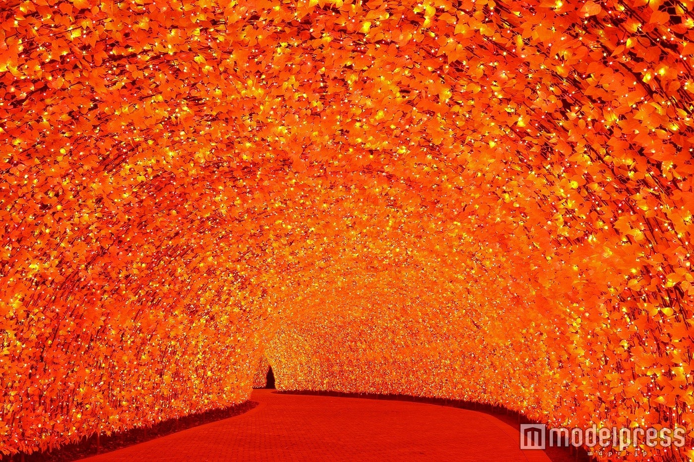 新登場100ｍの光のトンネル「秋」／画像提供：長島観光開発