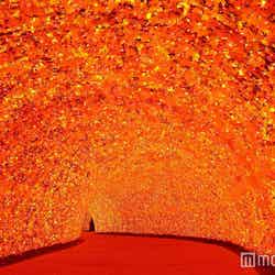 新登場100ｍの光のトンネル「秋」／画像提供：長島観光開発