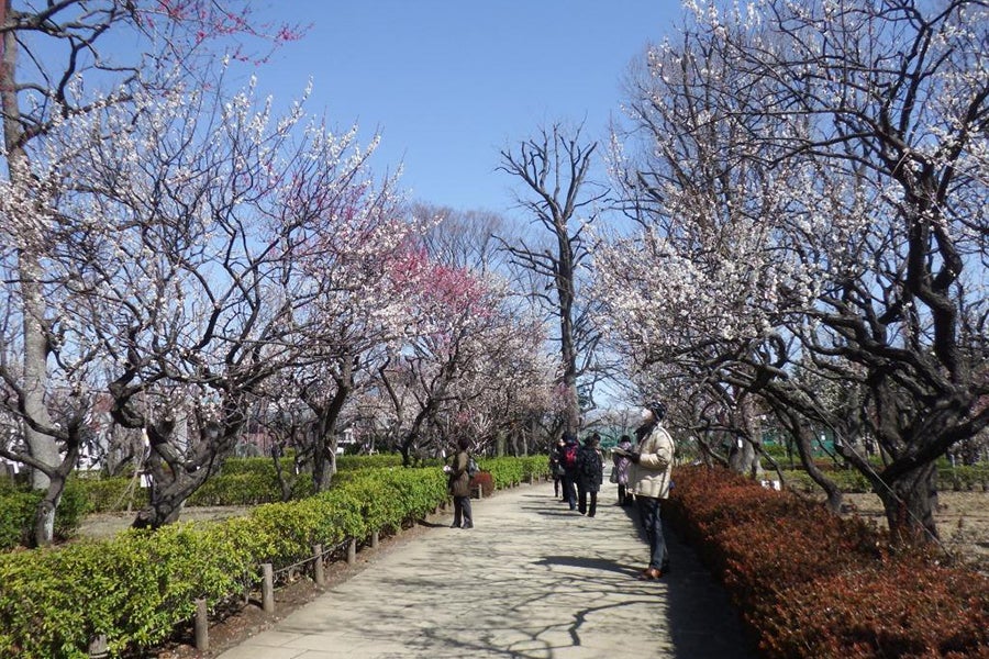 せたがや梅まつり