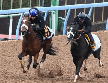 国枝厩舎の名物継承 タイダルロックが白いシャドーロール着用で追い切ったわけ