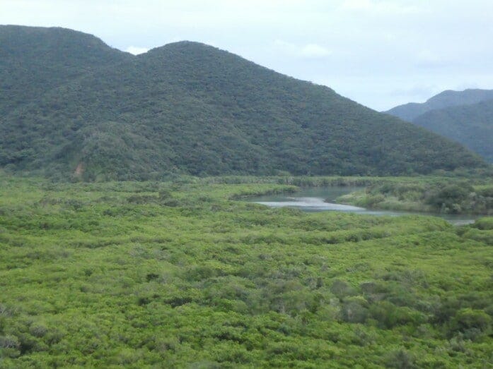 マングローブで埋め尽くされた原生林（2021年10月撮影）