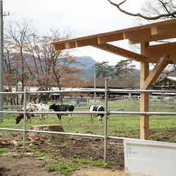 那須千本松牧場/提供画像