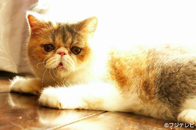 オトナ女子 愛猫 ちくわ ぶちゃかわで癒やされる 月9 5 9 キャストからも人気 モデルプレス オトナ女子 愛猫 ちくわ ぶちゃかわで癒やされる 月9 5 9 キャストからも人気 モデルプレス