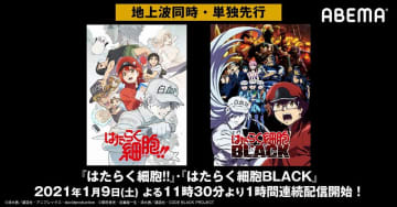 Abemaで はたらく細胞 全話一挙配信 はたらく細胞 はたらく細胞black も モデルプレス Abemaで はたらく細胞 全話一挙配信 はたらく細胞 はたらく細胞black も モデルプレス