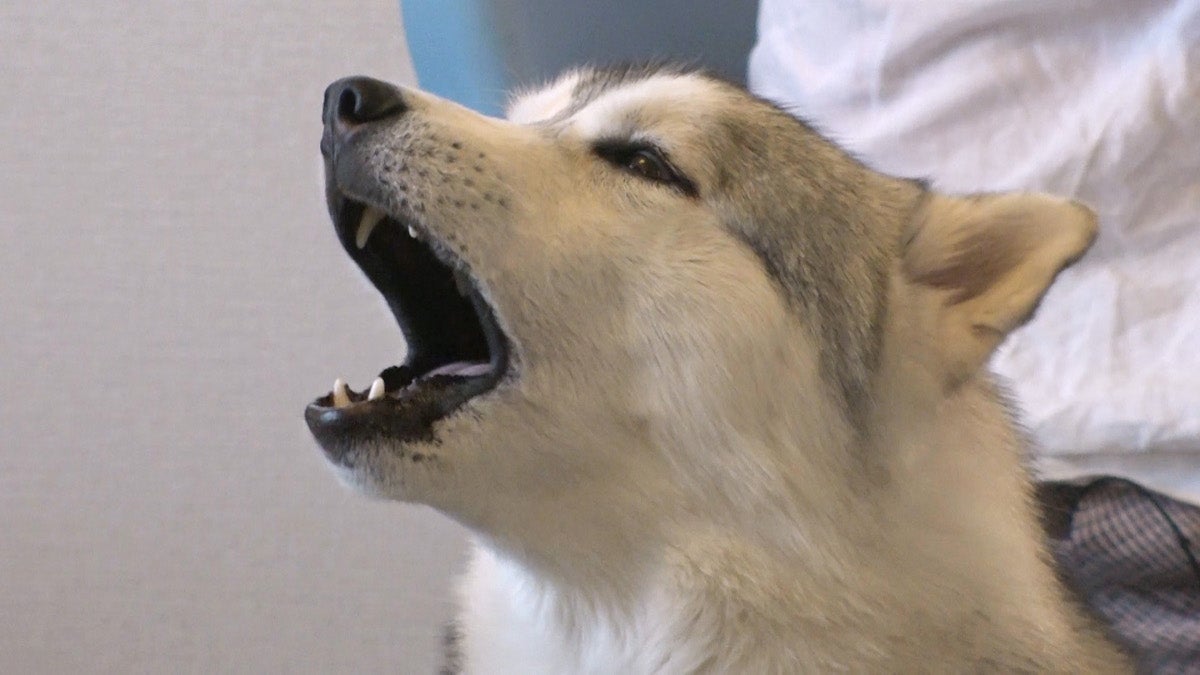 ハスキー犬（C）TBS
