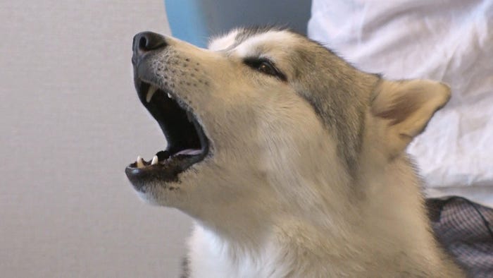 ハスキー犬(C)TBS