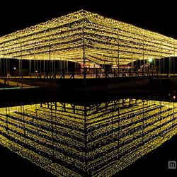 フラワーカーペット/画像提供:足利フラワーリゾート