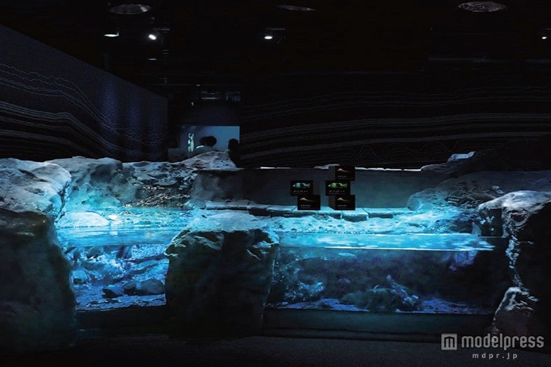 恐竜の生きた古代へタイムスリップ 京都に太古の時代が復活