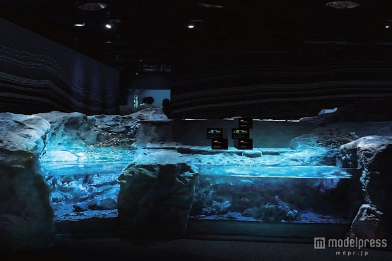 恐竜の生きた古代へタイムスリップ 京都に太古の時代が復活