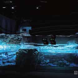 恐竜の生きた古代へタイムスリップ 京都に太古の時代が復活