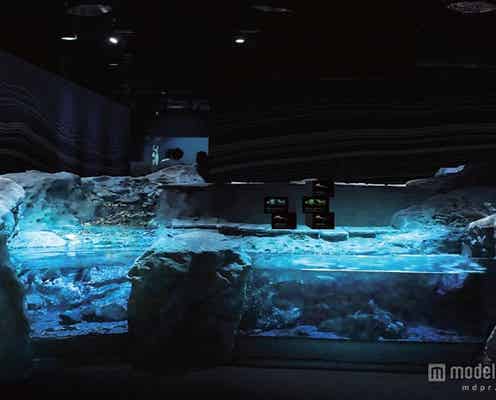 恐竜の生きた古代へタイムスリップ 京都に太古の時代が復活