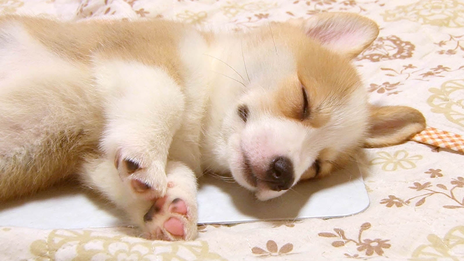 「超かわいい映像連発！どうぶつピース！！」（C）テレビ東京