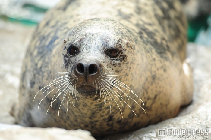 京都水族館のクオリティが高すぎる イルカパフォーマンス ランチも見逃せない究極の癒やし空間 女子旅プレス 京都水族館のクオリティが高すぎる イルカパフォーマンス ランチも見逃せない究極の癒やし空間 女子旅プレス