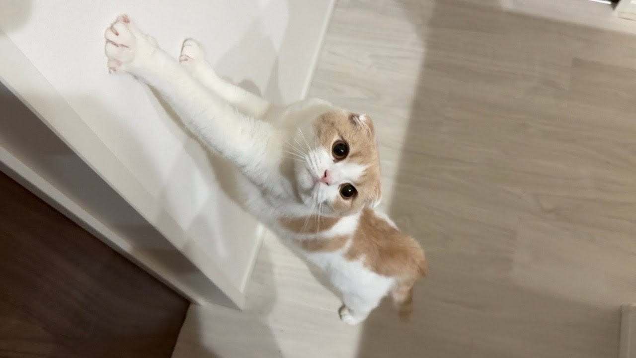 夜に物音が！？もち＆はなが保護猫の訴えに気づき・・・