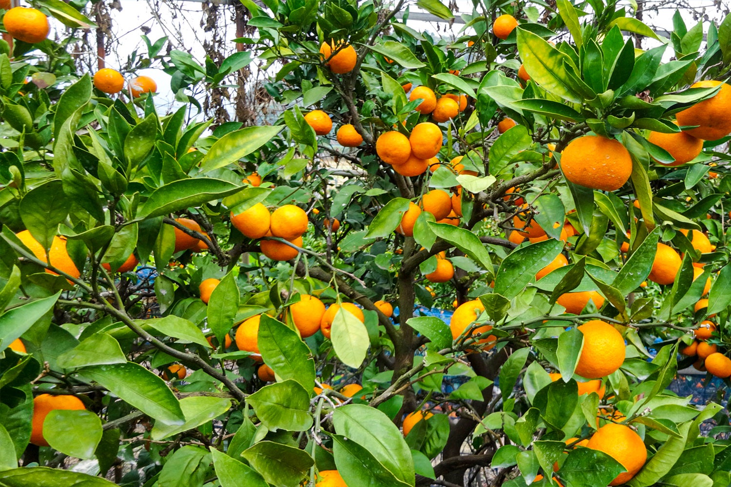 GLAMPISPA瀬戸内／画像提供：ブッキングリゾート