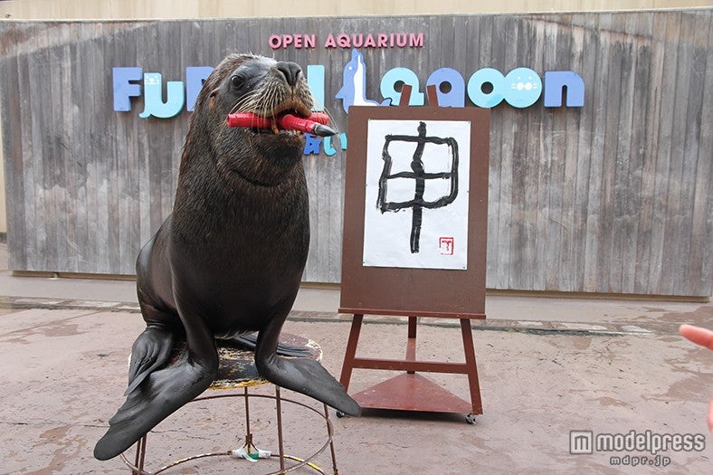 海の生きものが正月行事に挑戦　八景島シーパラダイスでお正月気分