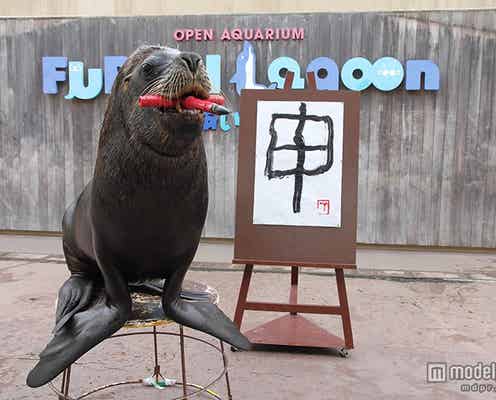 海の生きものが正月行事に挑戦 八景島シーパラダイスでお正月気分