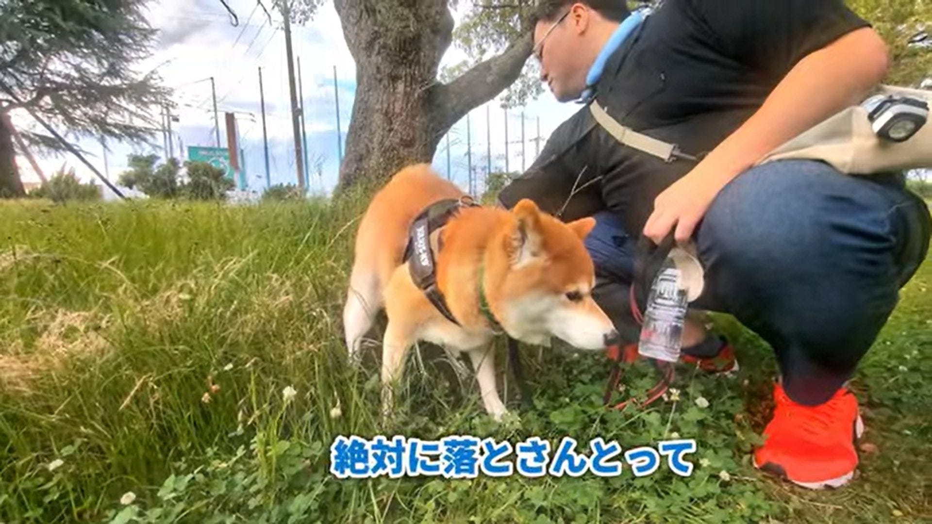 【柴犬スティーブ白書】今日もお散歩!2匹はいつも通りです