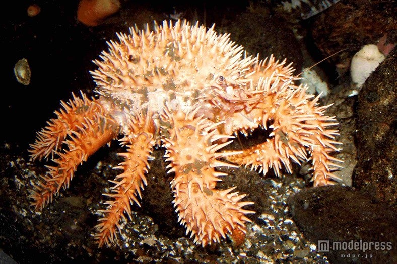 イガグリガニ／画像提供：横浜八景島