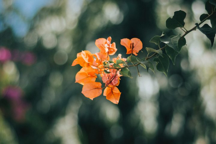 オレンジ色の花に込められた花言葉12選 プレゼントにも人気の品種をご紹介 モデルプレス