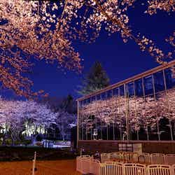 HANA・BIYORI/画像提供:よみうりランド