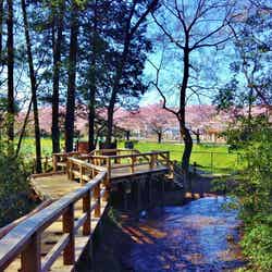 平成の名水百選にも選ばれた美しい清流(提供画像)