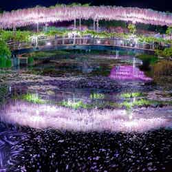 うす紅藤 夜/画像提供:足利フラワーリゾート