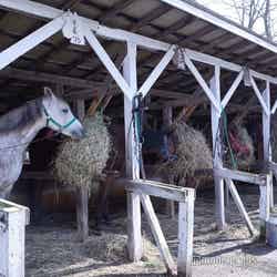 フラノトレッキングサポート遊馬(C)モデルプレス