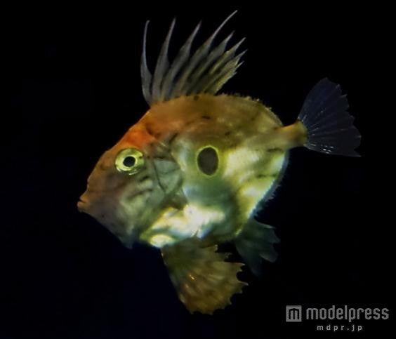 マトウダイ／画像提供：横浜八景島