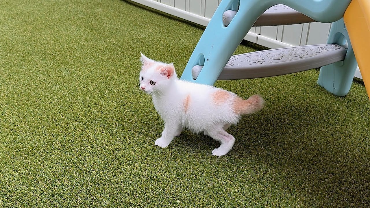 保護した子猫が生まれて初めて庭で遊ぶと…予想外の反応が可愛すぎてほっこり