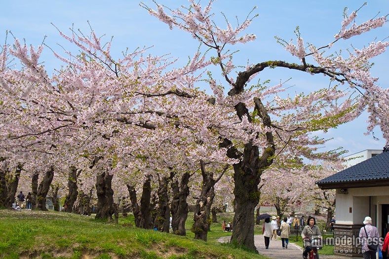 北海道で桜を／Photo by Jiashiang