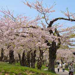 北海道で桜を／Photo by Jiashiang