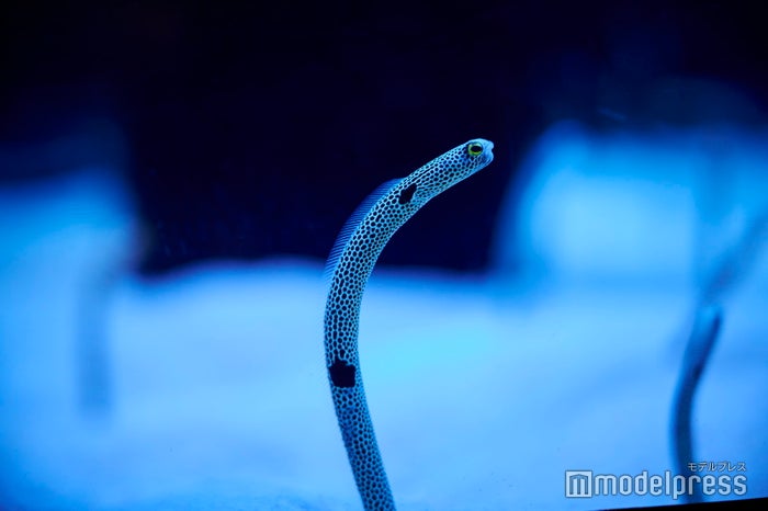沖縄美ら海水族館(C)モデルプレス