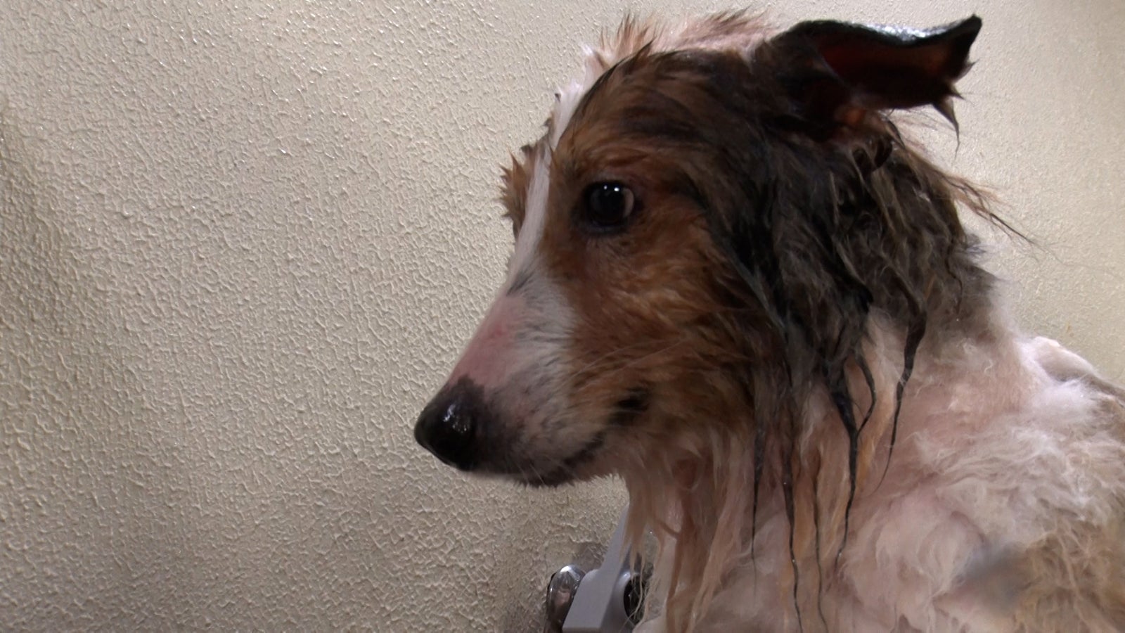 保護犬・シェルティ（C）日本テレビ