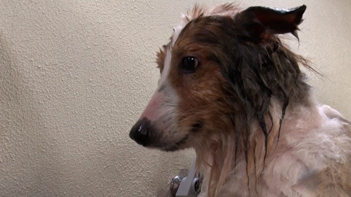 保護犬・シェルティ(C)日本テレビ