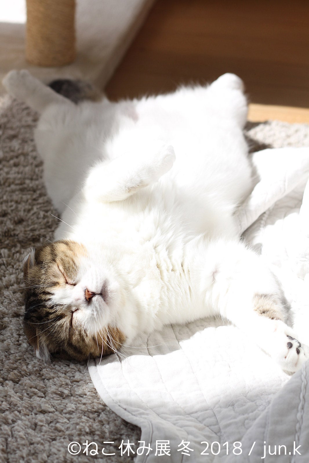 展示作品／画像提供：株式会社BACON