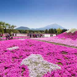 “絶景の日本代表”世界遺産・富士山と芝桜80万株が競演／画像提供：富士急行