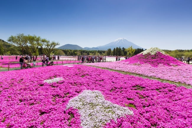 “絶景の日本代表”世界遺産・富士山と芝桜80万株が競演／画像提供：富士急行