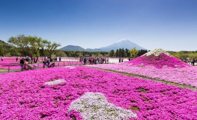 絶景の日本代表 世界遺産 富士山と芝桜80万株が競演 女子旅プレス 絶景の日本代表 世界遺産 富士山と芝桜80万株が競演 女子旅プレス